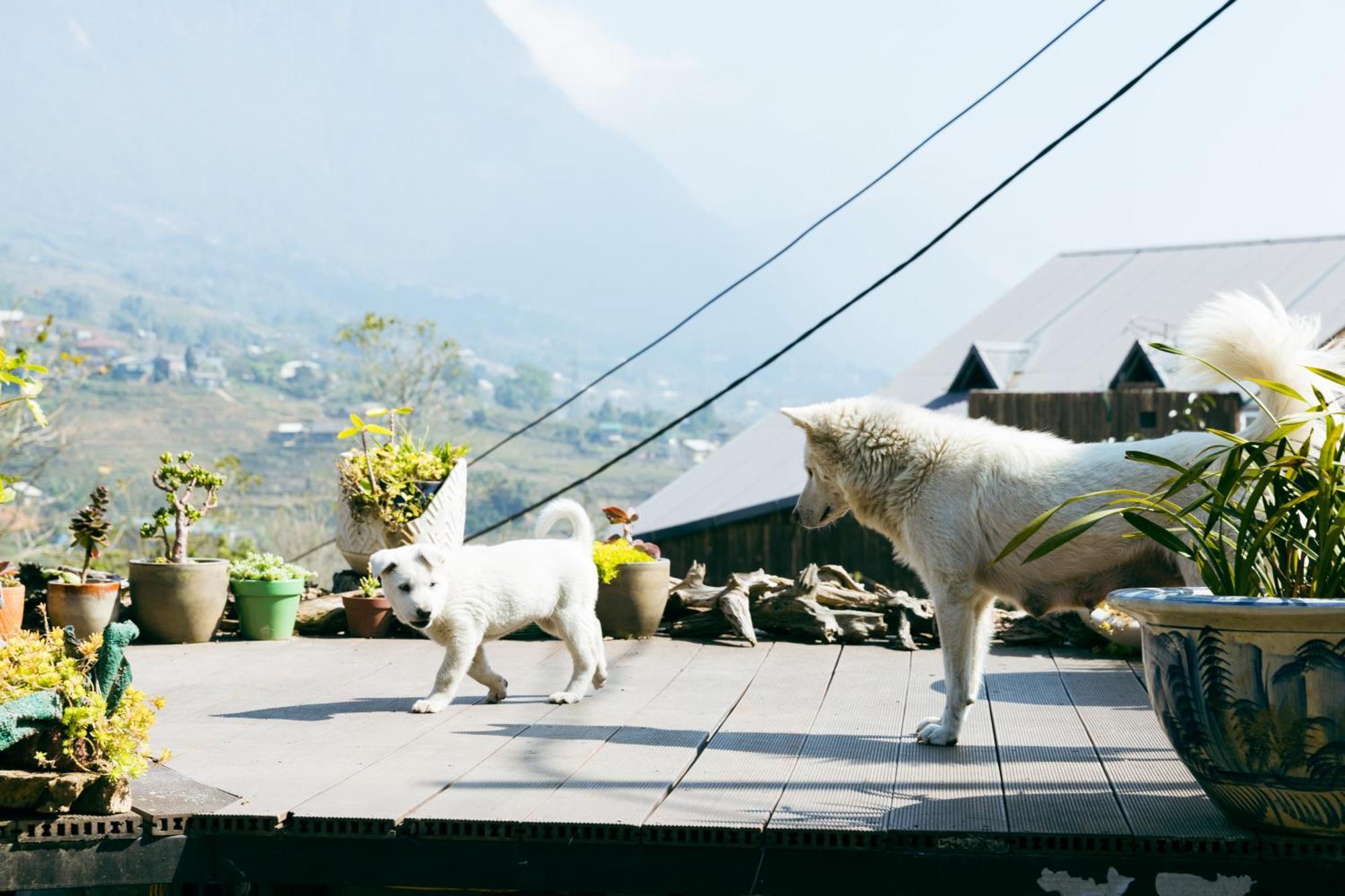 Sapa Plum Eco House Hotell Eksteriør bilde
